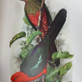 Australian Parrots Joseph Forshaw boxed set - Image 2