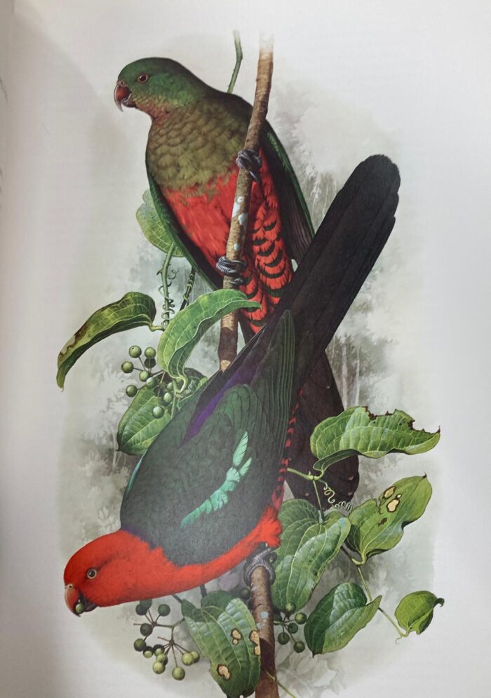 Australian Parrots Joseph Forshaw boxed set - Image 2