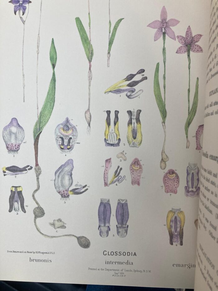 Robert Fitzgerald's Australian  Orchids - Image 3