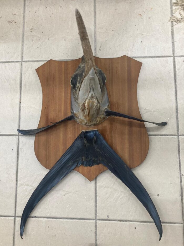 Taxidermy mounted Marlin - Image 3