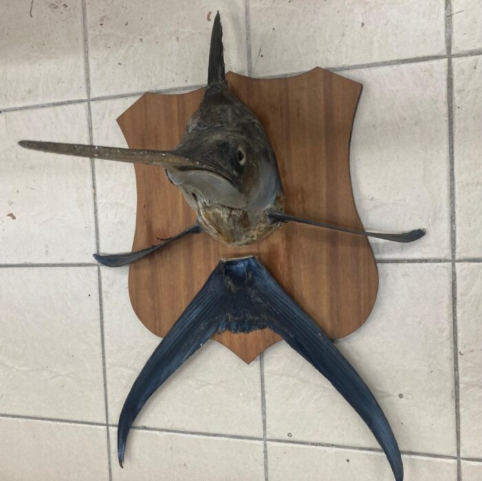 Taxidermy mounted Marlin - Image 2