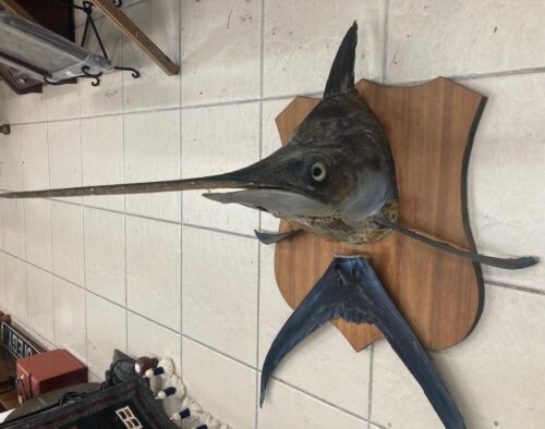 Taxidermy mounted Marlin