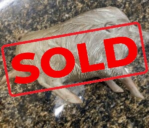 Bronze boar or warthog