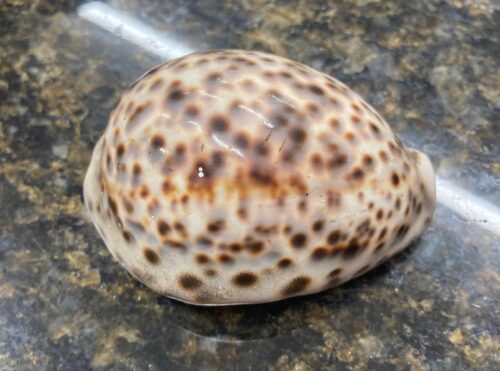 10cm leopard cowrie shell